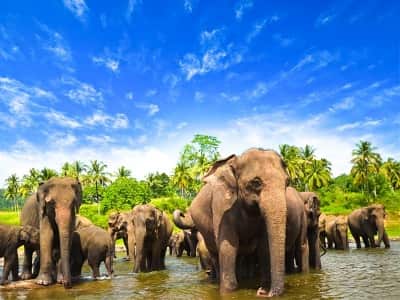 На Шри-Ланку на 2 недели  тур с вылетом 26 октября за 19 800 руб.