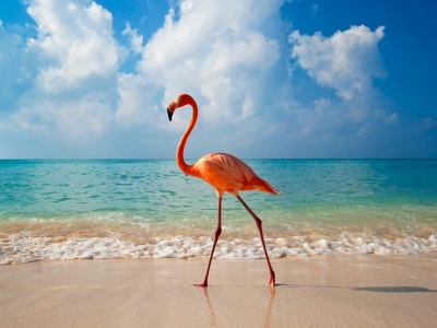 Супер цена! Авиабилеты в Доминикану за 10 000 руб.  в декабре в одну сторону, обратно за 13 000 руб. (чартер)