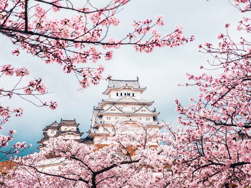 Очень дешевые билеты в Японию на цветение сакуры весной всего за 22 407 руб. туда-обратно из Москвы, Аэрофлот