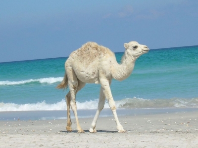 Горящий тур в Тунис из Москвы на неделю за 9 160 руб.