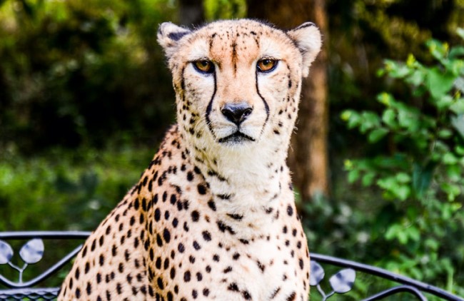 Контактный зоопарк Читос Рок (Cheetah's Rock)