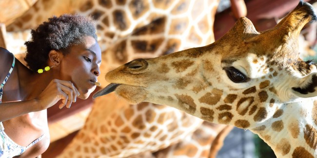 Центр жирафов в Кении