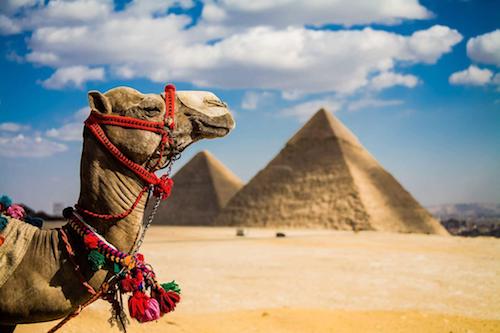Верблюды в Египте