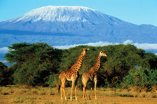Жирафы в Танзании