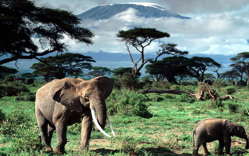 Посмотреть на слонов в Танзании