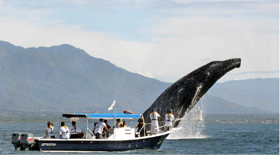 Наблюдение за китами, Доминикана