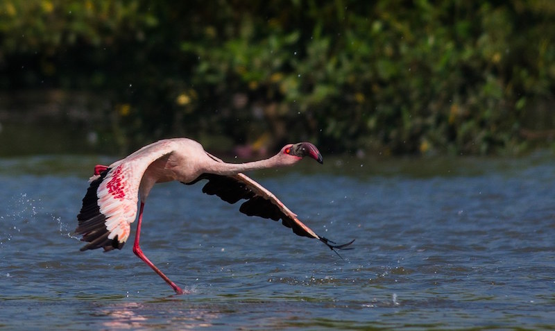 Тысячи розовых фламинго облюбовали самые грязные воды Индии