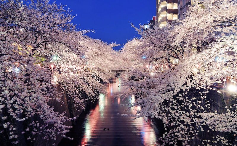 Сезон цветения сакуры "ханами"